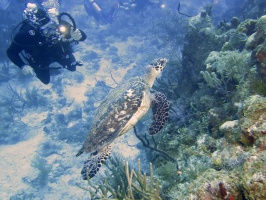 041 Hawksbill Sea Turtle IMG 5807